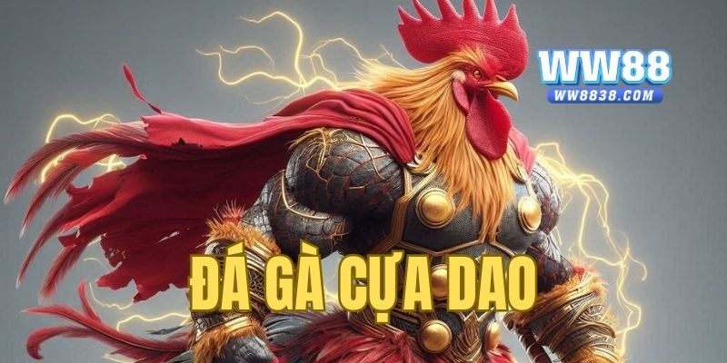 Đá gà cựa dao