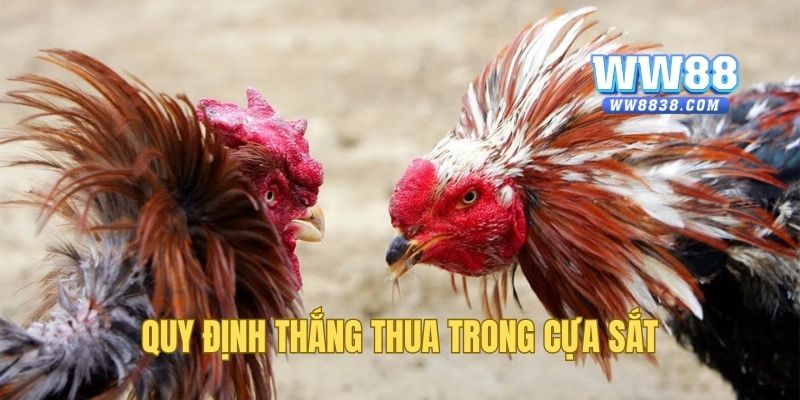 Cách xác định thắng thua trong chọi kê cựa sắt WW88