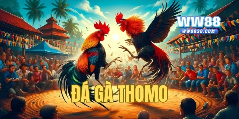 Đá gà Thomo