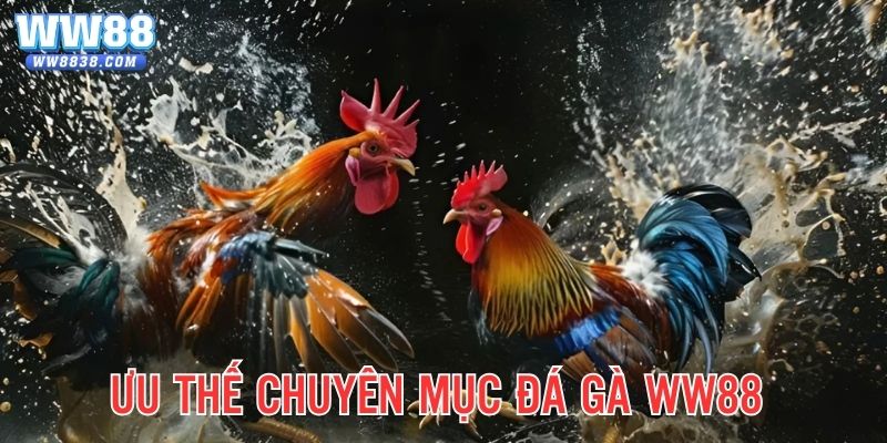 Ưu thế chuyên mục chọi kê WW88 BET hấp dẫn thành viên